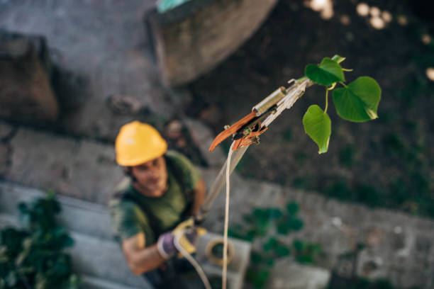 How Our Tree Care Process Works  in  Green River, WY